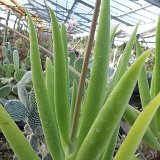 Cotyledon barbeyi PR.jpg